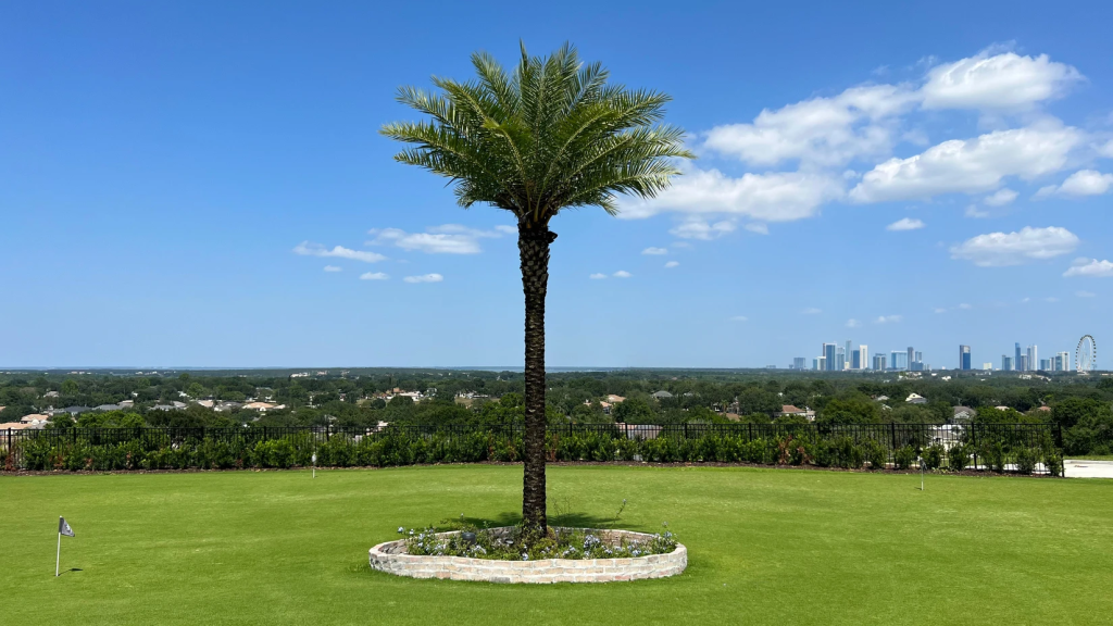 palm tree on golf course